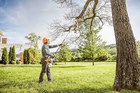 How Our Tree Care Process Works  in Bellview, FL